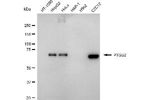 Western blotting analysis using PTGS2 antibody (ABIN7799939).