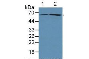 Rabbit Capture antibody from the kit in WB with Positive Control: Sample Lane1: Human 293T cells; Lane2: Human Hela Cells. (PTGS2 Kit ELISA)