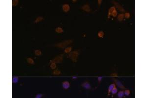 Immunofluorescence analysis of NIH/3T3 cells using NDUFA2 Polyclonal Antibody at dilution of 1:100. (NDUFA2 anticorps)