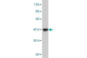 Western Blot detection against Immunogen (36.