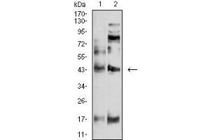 Western blot analysis using P2RY4 mouse mAb against SW620 (1) and A549 (2) cell lysate. (P2RY4 anticorps)
