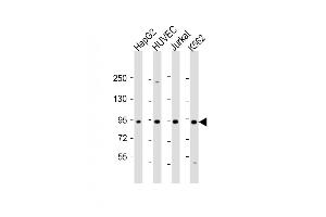 Western Blot at 1:2000 dilution Lane 1: HepG2 whole cell lysate Lane 2: HUVEC whole cell lysate Lane 3: Jurkat whole cell lysate Lane 4: K562 whole cell lysate Lysates/proteins at 20 ug per lane. (RASIP1 anticorps  (AA 651-678))