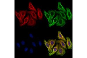 ABIN7094850 and ABIN7098901 staining Hela cells by IF/ICC. (CCT2 anticorps  (C-Term))