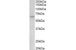 ABIN5539603 (0. (Uromodulin anticorps  (C-Term))