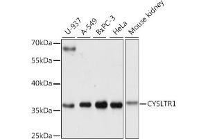 Western blot analysis of extracts of various cell lines, using CYSLTR1 antibody (ABIN7266622) at 1:1000 dilution. (CysLTR1 anticorps  (AA 1-100))