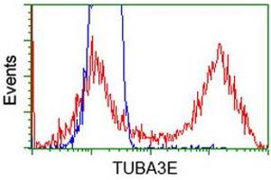 HEK293T cells transfected with either RC209279 overexpress plasmid (Red) or empty vector control plasmid (Blue) were immunostained by anti-TUBA3E antibody (ABIN2453753), and then analyzed by flow cytometry. (TUBA3E anticorps)