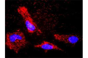 Proximity Ligation Analysis of protein-protein interactions between BCL2L1 and BAX.