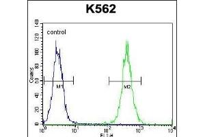 EIF2C2 Antibody (N-term) (ABIN650665 and ABIN2838088) flow cytometric analysis of K562 cells (right histogram) compared to a negative control cell (left histogram).