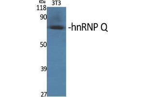 Western Blot (WB) analysis of specific cells using hnRNP Q Polyclonal Antibody. (SYNCRIP anticorps  (Internal Region))