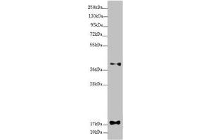 RPP25L anticorps  (AA 1-163)