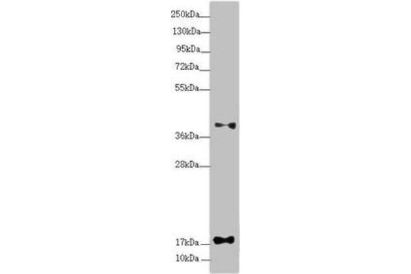 RPP25L anticorps  (AA 1-163)