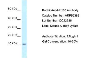 Western Blotting (WB) image for anti-Mitochondrial Ribosomal Protein L55 (MRPL55) (N-Term) antibody (ABIN2785372) (MRPL55 anticorps  (N-Term))