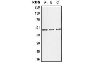 Western blot analysis of JNK3 expression in NIH3T3 (A), SKNSH (B), HeLa (C) whole cell lysates. (MAPK10 anticorps  (C-Term))