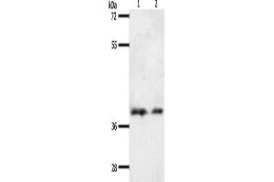Western Blotting (WB) image for anti-Somatostatin Receptor 1 (SSTR1) antibody (ABIN2432309) (SSTR1 anticorps)