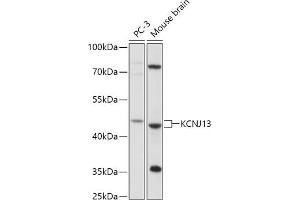 Western blot analysis of extracts of various cell lines, using KCNJ13 antibody (ABIN7269473) at 1:1000 dilution.