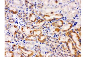 Anti- Wnt7a antibody, IHC(P) IHC(P): Mouse Kidney Tissue (WNT7A anticorps  (C-Term))