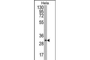 CRYZL1 Antibody (C-term) (ABIN1537079 and ABIN2848783) western blot analysis in Hela cell line lysates (35 μg/lane). (CRYZL1 anticorps  (C-Term))