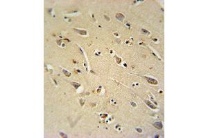TC10 Antibody immunohistochemistry analysis in formalin fixed and paraffin embedded human brain tissue followed by peroxidase conjugation of the secondary antibody and DAB staining. (RHOQ anticorps  (AA 48-76))