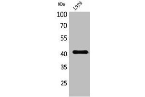 Western Blot analysis of L929 cells using PDGF-D Polyclonal Antibody (PDGFD anticorps  (C-Term))