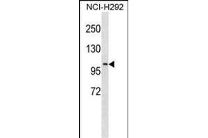 PDE4C Antibody (N-term) (ABIN1539353 and ABIN2850026) western blot analysis in NCI- cell line lysates (35 μg/lane).