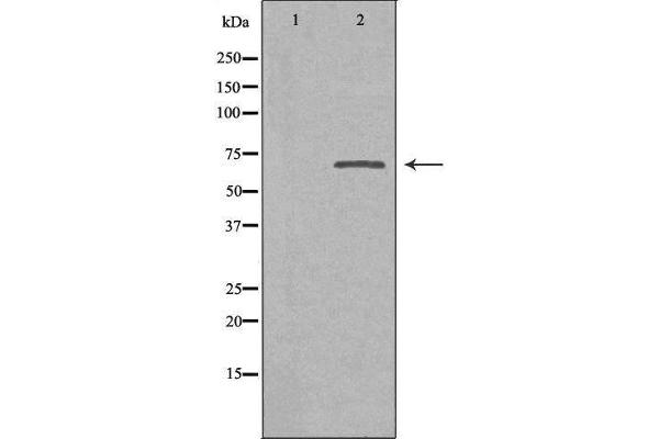 NHE8 anticorps  (C-Term)