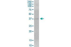 MRM1 MaxPab polyclonal antibody.