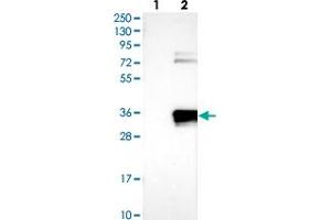 Western blot analysis of Lane 1: Negative control (vector only transfected HEK293T lysate), Lane 2: Over-expression Lysate (Co-expressed with a C-terminal myc-DDK tag (~3. (APIP anticorps)