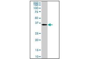 Western Blotting (WB) image for anti-Mesenchyme Homeobox 2 (MEOX2) antibody (ABIN781935)