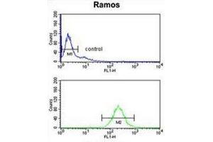 Flow cytometry analysis of Ramos cells (bottom histogram) compared to a negative control cell (top histogram) using NUCKS  Antibody (N-term), followed by FITC-conjugated goat-anti-rabbit secondary antibodies.