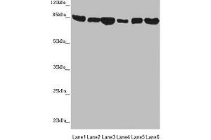 Western blot All lanes: MFN1 antibody at 3. (MFN1 anticorps  (AA 622-741))