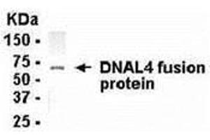 Western Blotting (WB) image for anti-Dynein, Axonemal, Light Chain 4 (DNAL4) (AA 1-105) antibody (ABIN2468073) (DNAL4 anticorps  (AA 1-105))