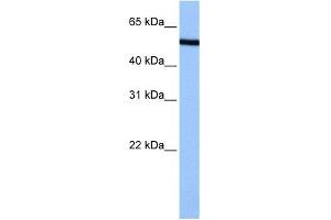 NUP50 antibody used at 0. (NUP50 anticorps  (C-Term))