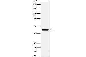 Western blot analysis of Nodal expression in SH-SY5Y cell lysate.