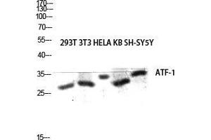 Western Blot (WB) analysis of 293T 3T3 HeLa KB SH-SY5Y lysis using ATF-1 antibody.