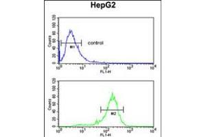Flow cytometric analysis of HepG2 cells (bottom histogram) compared to a negative control cell (top histogram). (RNF208 anticorps  (AA 86-115))