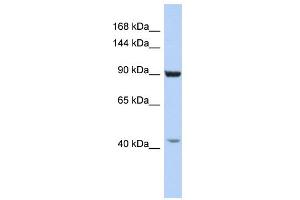 WB Suggested Anti-GRIP1 Antibody Titration:  0. (GRIP1 anticorps  (C-Term))