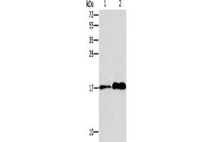 Gel: 15 % SDS-PAGE, Lysate: 40 μg, Lane 1-2: MCF7 cells, human colon tissue, Primary antibody: ABIN7128299(AGR3 Antibody) at dilution 1/150, Secondary antibody: Goat anti rabbit IgG at 1/8000 dilution, Exposure time: 20 seconds (AGR3 anticorps)