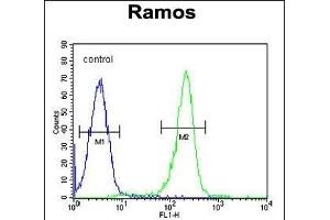 KNG1 Antibody (N-term) (ABIN655629 and ABIN2845108) flow cytometric analysis of Ramos cells (right histogram) compared to a negative control cell (left histogram).