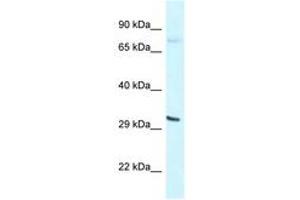 Image no. 1 for anti-Basic Helix-Loop-Helix Family, Member E41 (BHLHE41) (N-Term) antibody (ABIN6747610) (BHLHE41 anticorps  (N-Term))
