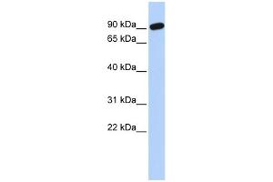 WB Suggested Anti-ZNF132 Antibody Titration:  0. (ZNF132 anticorps  (N-Term))