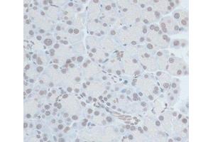 Immunohistochemistry of paraffin-embedded Rat pancreas using ZNF703 Polyclonal Antibody at dilution of 1:100 (40x lens). (ZNF703 anticorps)