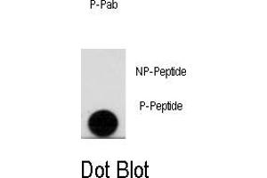 Image no. 1 for anti-Leo1, Paf1/RNA Polymerase II Complex Component, Homolog (S. Cerevisiae) (LEO1) (pSer10) antibody (ABIN358507) (LEO1 anticorps  (pSer10))