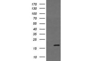 Image no. 2 for anti-Growth Arrest and DNA-Damage-Inducible, gamma (GADD45G) antibody (ABIN1497607) (GADD45G anticorps)