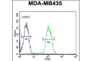 DHRS7 Antibody (N-term) (ABIN650968 and ABIN2840014) flow cytometric analysis of MDA-M cells (right histogram) compared to a negative control cell (left histogram).