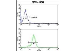 TDG Antibody (N-term) (ABIN390559 and ABIN2840890) flow cytometric analysis of NCI- cells (bottom histogram) compared to a negative control cell (top histogram). (TDG anticorps  (N-Term))