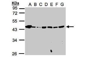 WB Image Sample(30μg whole cell lysate) A: 293T B: A431 , C: H1299 D: HeLa S3 , E: Hep G2 , F: MOLT4 , G: Raji , 10% SDS PAGE antibody diluted at 1:1000