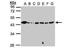 WB Image Sample(30μg whole cell lysate) A: 293T B: A431 , C: H1299 D: HeLa S3 , E: Hep G2 , F: MOLT4 , G: Raji , 10% SDS PAGE antibody diluted at 1:1000 (MPI anticorps)