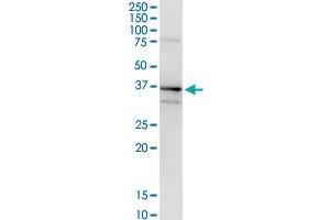 ANXA1 MaxPab rabbit polyclonal antibody.
