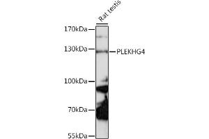 Western blot analysis of extracts of rat testis, using PLEKHG4 antibody (ABIN7269416) at 1:1000 dilution. (PLEKHG4 anticorps  (AA 710-1010))