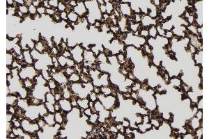 ABIN6256548 and ABIN6277774 at 1/100 staining Mouse lung tissue by IHC-P. (IRAK4 anticorps  (pSer346, pThr345))